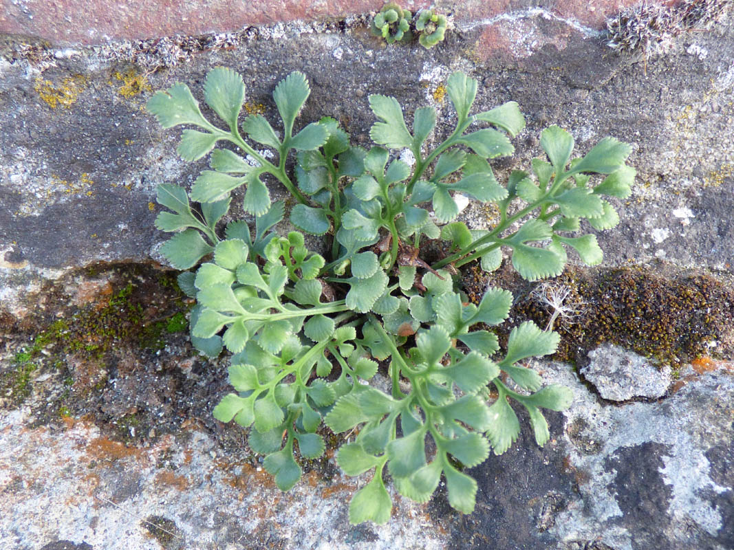 Asplenium ruta-muraria